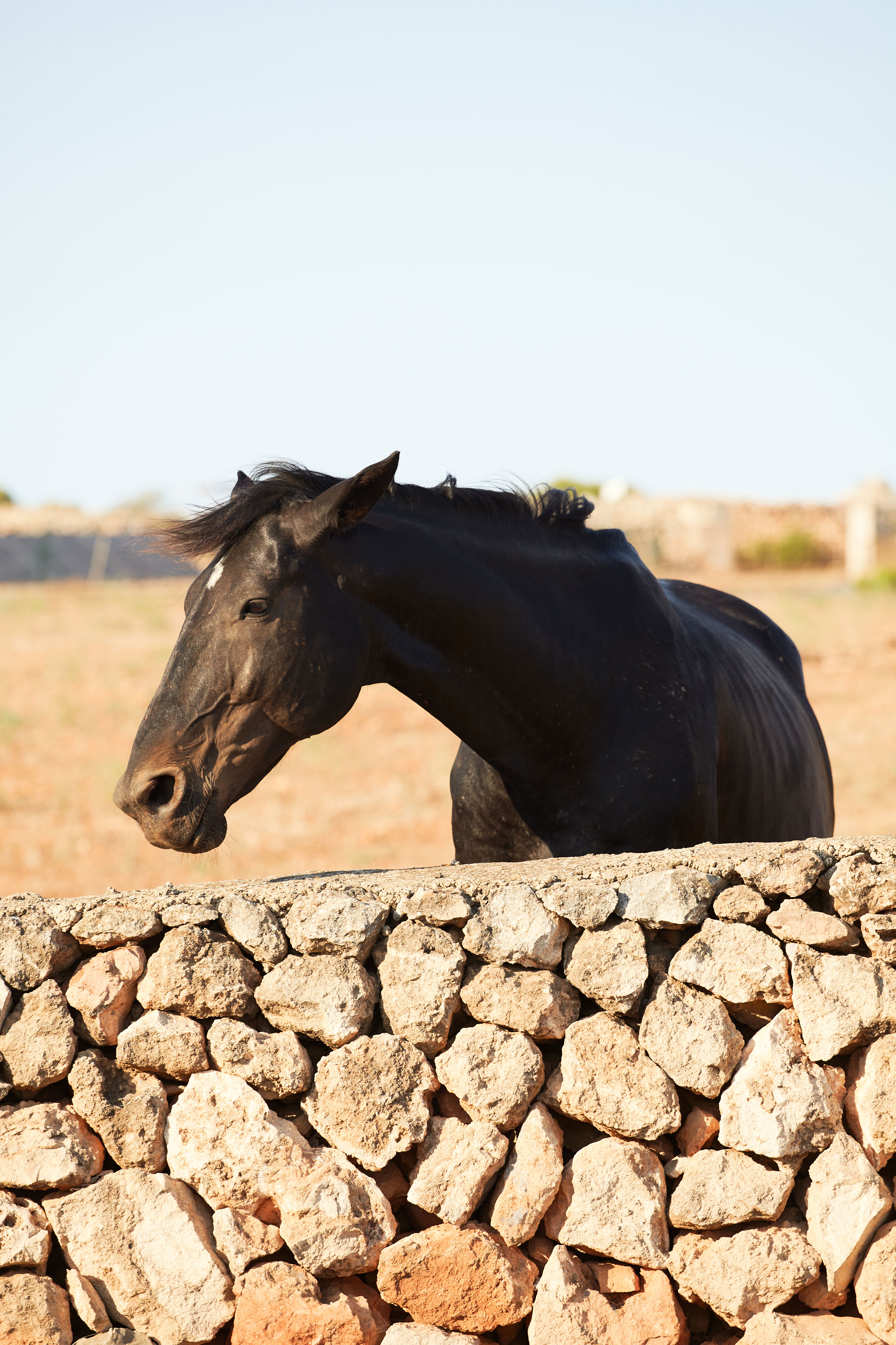 Caballo menorquín en un corral rural bajo la luz de la tarde en el interior de Menorca