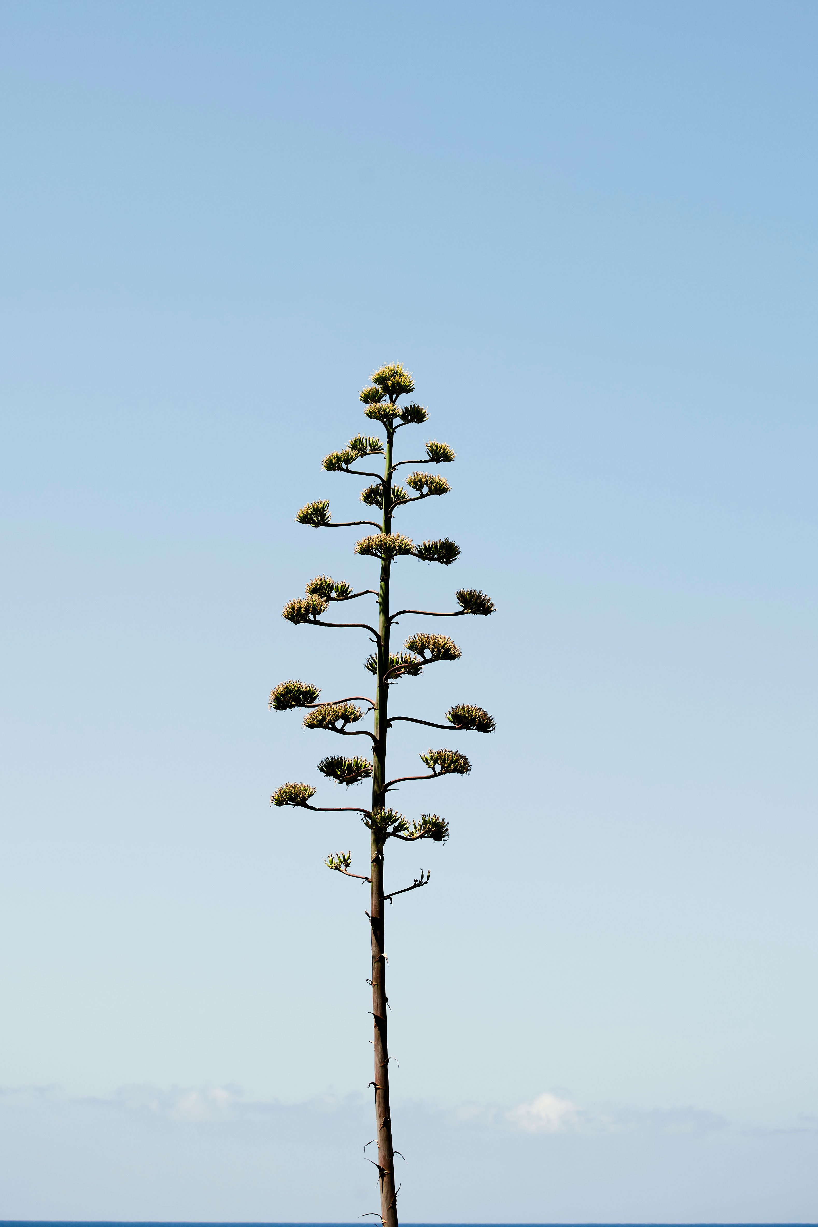 Escapo floral de un agave americano elevándose sobre la roca y la vegetación seca de Menorca