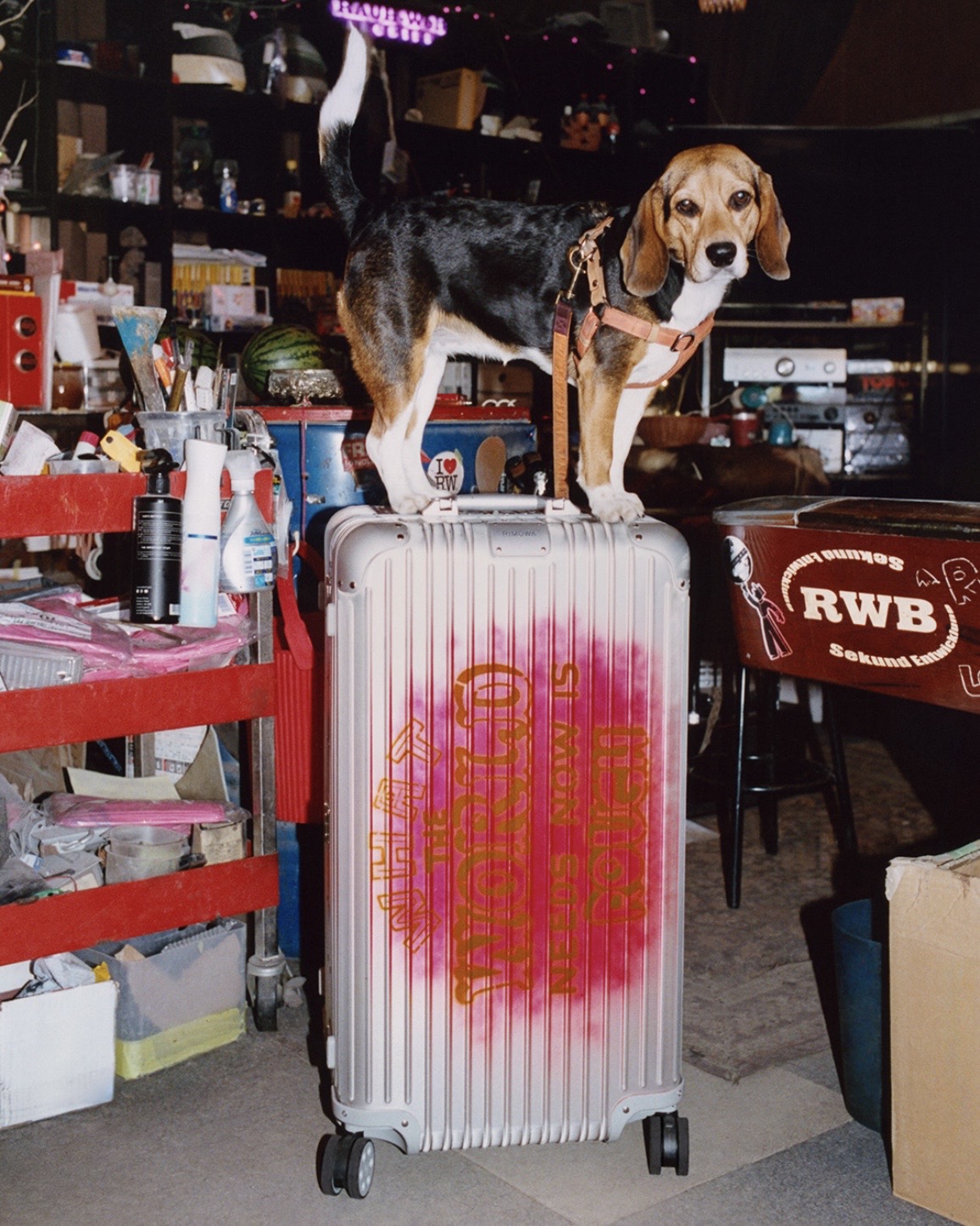 Maleta RIMOWA con marcas de pintura y pequeños arañazos en un espacio doméstico, junto a un perro